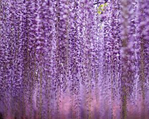 Preview wallpaper flowers, inflorescences, purple, blur