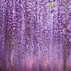 Preview wallpaper flowers, inflorescences, purple, blur