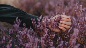 Preview wallpaper flowers, inflorescences, purple, hand, fingers