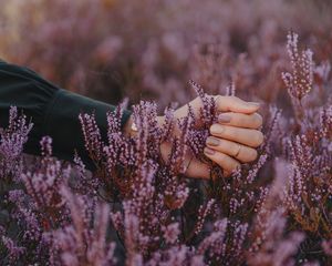 Preview wallpaper flowers, inflorescences, purple, hand, fingers