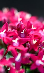Preview wallpaper flowers, inflorescences, red, macro, flowering