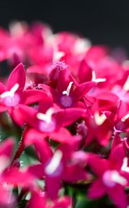 Preview wallpaper flowers, inflorescences, red, macro, flowering