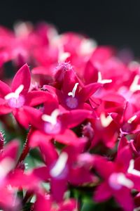 Preview wallpaper flowers, inflorescences, red, macro, flowering