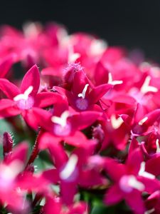 Preview wallpaper flowers, inflorescences, red, macro, flowering