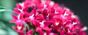 Preview wallpaper flowers, inflorescences, red, macro, flowering