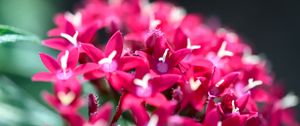 Preview wallpaper flowers, inflorescences, red, macro, flowering