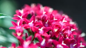 Preview wallpaper flowers, inflorescences, red, macro, flowering