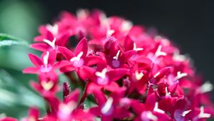 Preview wallpaper flowers, inflorescences, red, macro, flowering