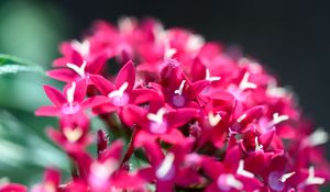 Preview wallpaper flowers, inflorescences, red, macro, flowering
