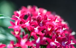 Preview wallpaper flowers, inflorescences, red, macro, flowering