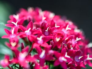 Preview wallpaper flowers, inflorescences, red, macro, flowering