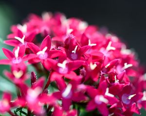 Preview wallpaper flowers, inflorescences, red, macro, flowering