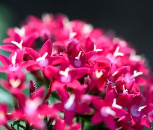 Preview wallpaper flowers, inflorescences, red, macro, flowering
