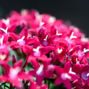Preview wallpaper flowers, inflorescences, red, macro, flowering