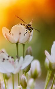 Preview wallpaper flowers, insects, fly, light, sun