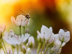 Preview wallpaper flowers, insects, fly, light, sun