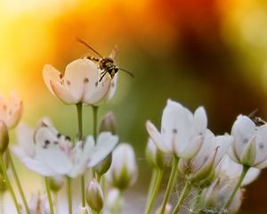 Preview wallpaper flowers, insects, fly, light, sun