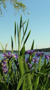 Preview wallpaper flowers, irises, coast, river, trees, summer