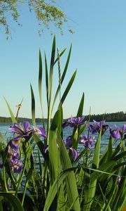 Preview wallpaper flowers, irises, coast, river, trees, summer