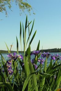 Preview wallpaper flowers, irises, coast, river, trees, summer