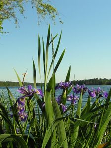 Preview wallpaper flowers, irises, coast, river, trees, summer