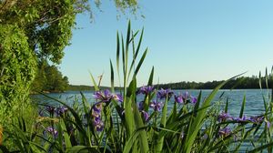 Preview wallpaper flowers, irises, coast, river, trees, summer