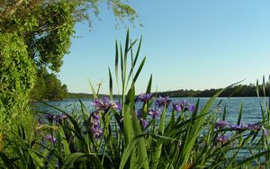 Preview wallpaper flowers, irises, coast, river, trees, summer