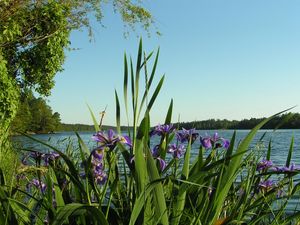 Preview wallpaper flowers, irises, coast, river, trees, summer