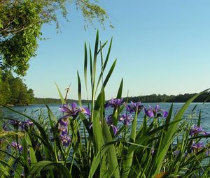 Preview wallpaper flowers, irises, coast, river, trees, summer