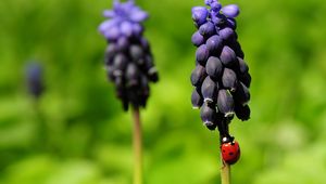 Preview wallpaper flowers, ladybug, crawl, color