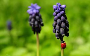 Preview wallpaper flowers, ladybug, crawl, color