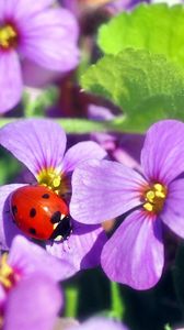 Preview wallpaper flowers, ladybug, insect
