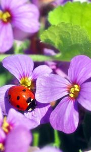 Preview wallpaper flowers, ladybug, insect