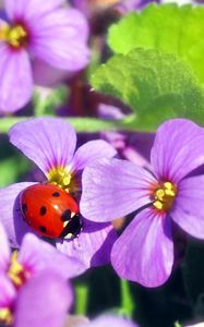 Preview wallpaper flowers, ladybug, insect