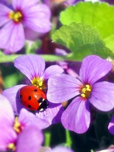 Preview wallpaper flowers, ladybug, insect