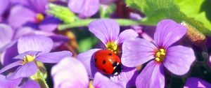 Preview wallpaper flowers, ladybug, insect