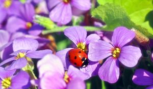 Preview wallpaper flowers, ladybug, insect