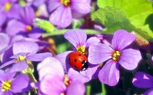 Preview wallpaper flowers, ladybug, insect