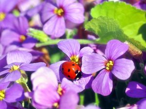 Preview wallpaper flowers, ladybug, insect