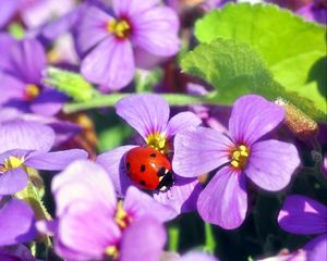 Preview wallpaper flowers, ladybug, insect