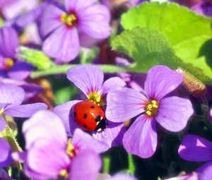 Preview wallpaper flowers, ladybug, insect