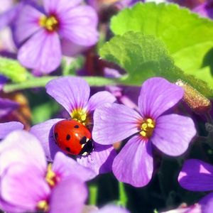 Preview wallpaper flowers, ladybug, insect