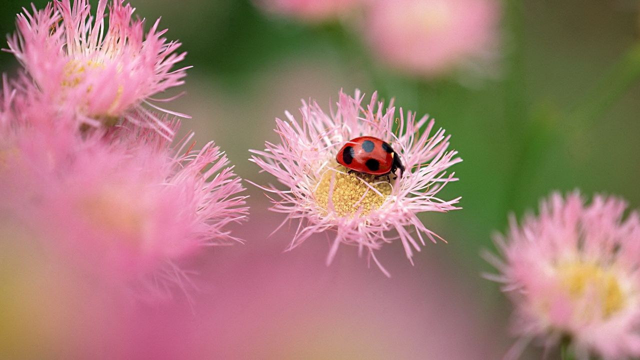 Wallpaper flowers, ladybug, insect, field