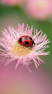Preview wallpaper flowers, ladybug, insect, field
