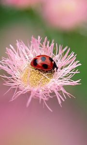 Preview wallpaper flowers, ladybug, insect, field