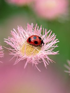 Preview wallpaper flowers, ladybug, insect, field