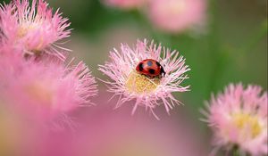 Preview wallpaper flowers, ladybug, insect, field