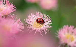 Preview wallpaper flowers, ladybug, insect, field