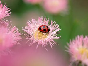 Preview wallpaper flowers, ladybug, insect, field