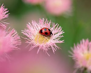 Preview wallpaper flowers, ladybug, insect, field